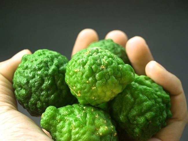 bergamot la gi 2