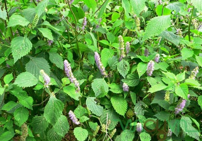 Hoắc hương là cây gì? Công dụng của cây hoắc hương đối với sức khỏe 6 hoac huong la cay gi va cong dung cua cay hoac huong